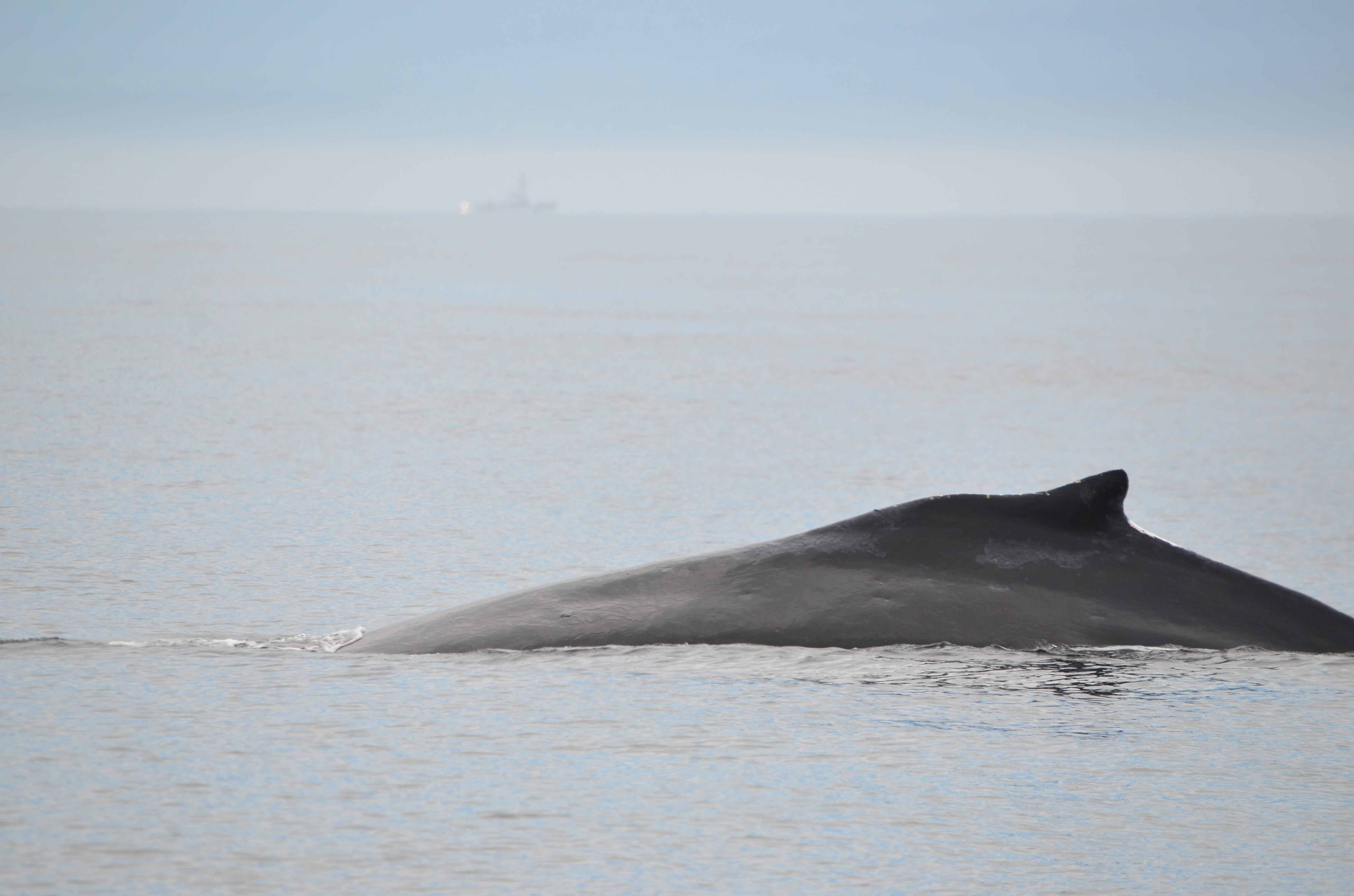 photos/wildlife/Mammal_Species/Humpback Whale/DSC_0047.JPG
